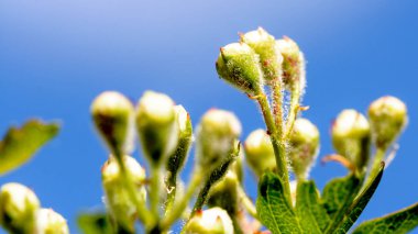 Yeni bahar tomurcukları B bitki İngilizce