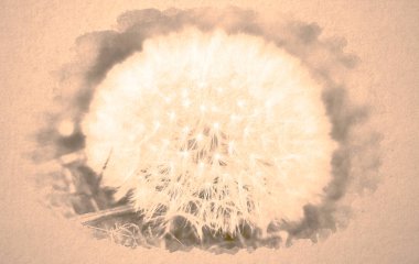 Karahindiba çiçek kafası güzel sanatlar