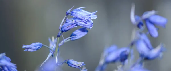 Bluebell yan görünüm — Stok fotoğraf