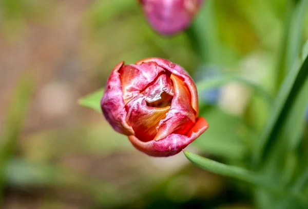 Tulip Top View — Stock Photo, Image