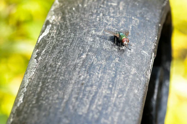 Fliege sitzt auf Holzplanke — Stockfoto