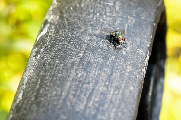 Volar sentado en tablón de madera — Foto de Stock