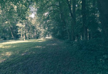 Polonya ormanı yaz 2017 B