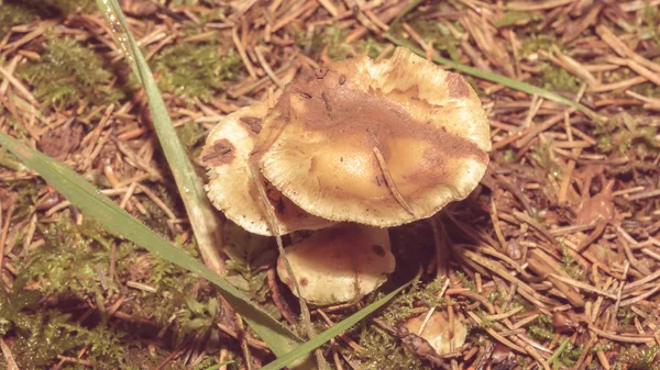 Закрытие Field Blewit Mushroom B — стоковое фото