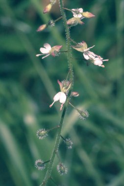 Büyücü 's itüzümü D yakın çekim