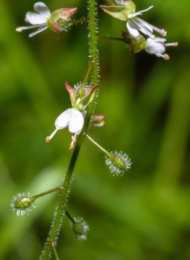 Büyücü 's itüzümü E yakın çekim