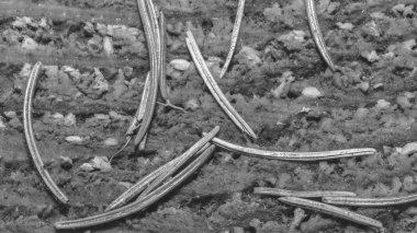 Çam iğne C yakın çekim