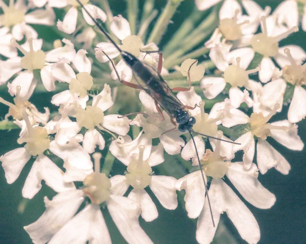 Primer plano del insecto en el perejil de vaca A — Foto de Stock