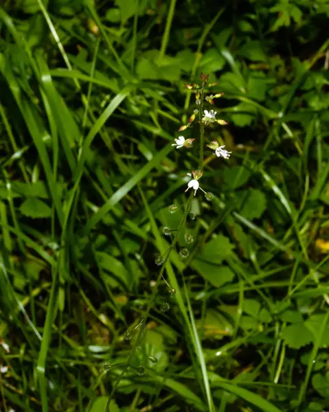 Enchanter 's Nightshade — стоковое фото