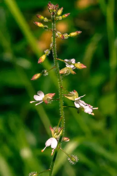 Büyücü 's itüzümü C yakın çekim