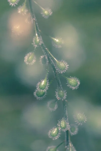 Close up of Enchanter's Nightshade Flower Bud C — Stock Photo, Image