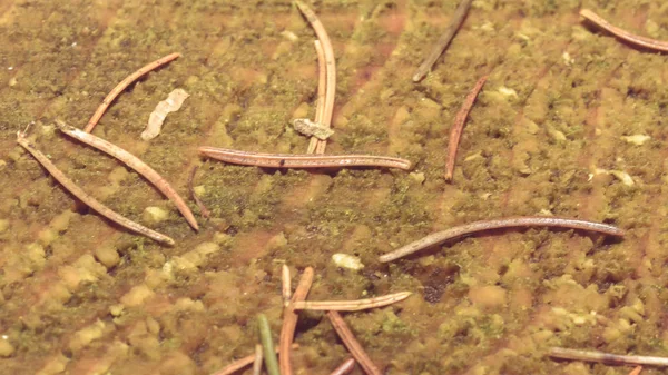 Çam iğne B yakın çekim