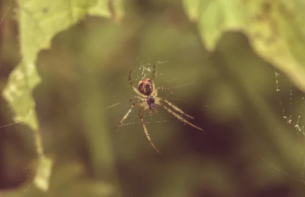 Piccolo ragno nella foresta — Foto Stock