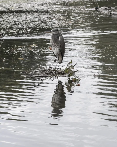 Heron in openbaar park B — Stockfoto