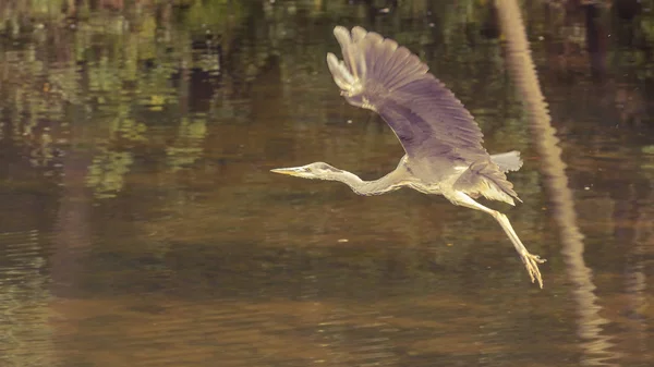 Heron in openbaar park F — Stockfoto