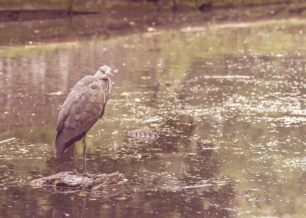 Heron in openbaar park E — Stockfoto