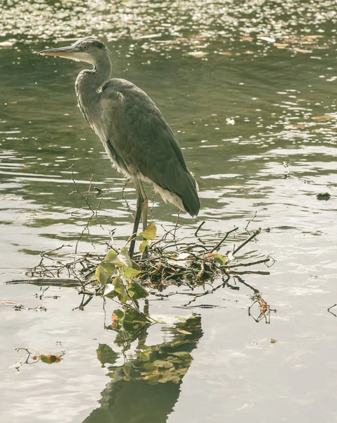 Garça no parque público D — Fotografia de Stock