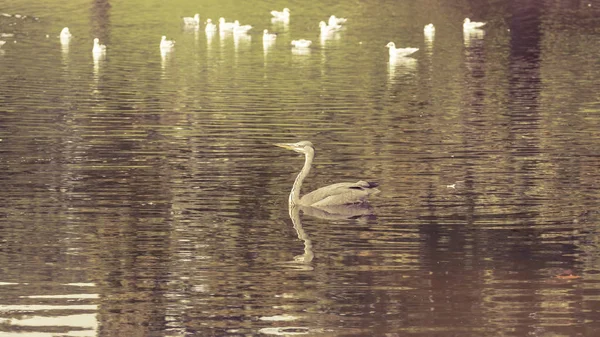 Heron in openbaar park H — Stockfoto