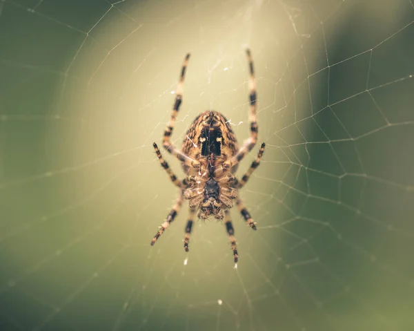 Pavouk na webu A — Stock fotografie