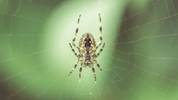 Αράχνη στον ιστό B — Φωτογραφία Αρχείου