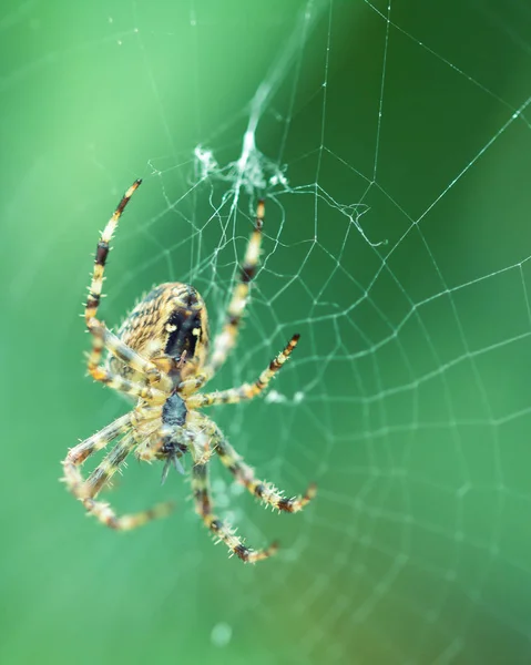 Araignée sur la toile D — Photo