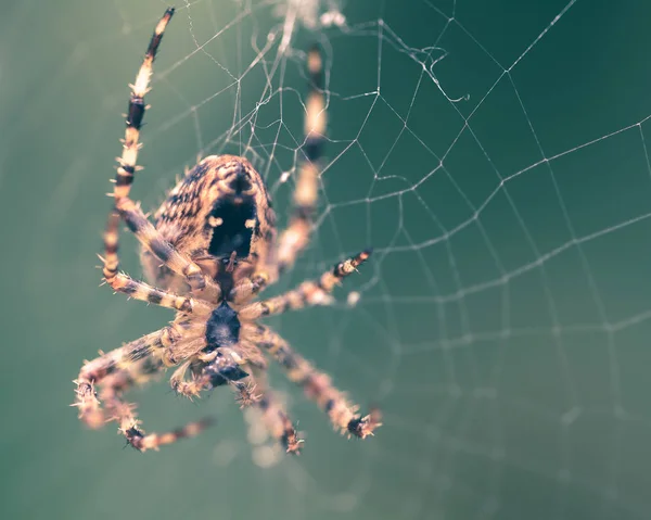 Araignée sur la toile E — Photo