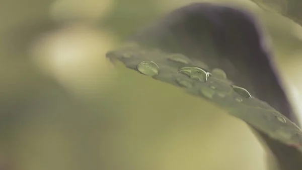 Dew Drops on the Leaf A — Stock Photo, Image
