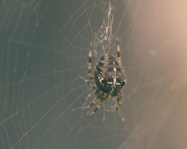 Avrupa Bahçe örümcek B