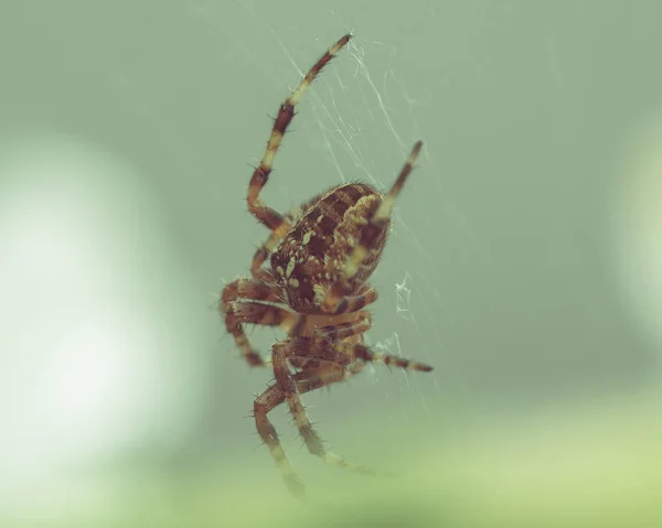 Giardino europeo Spider A — Foto Stock