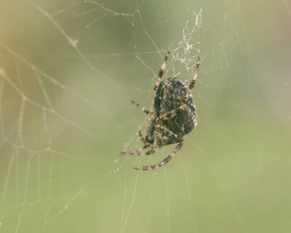 Araignée européenne jardin E — Photo