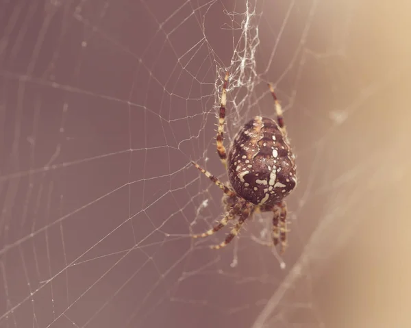 Araignée européenne jardin F — Photo