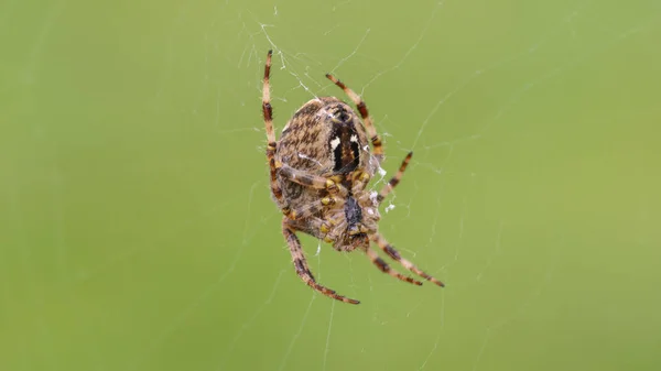 Aranha de jardim europeia H — Fotografia de Stock