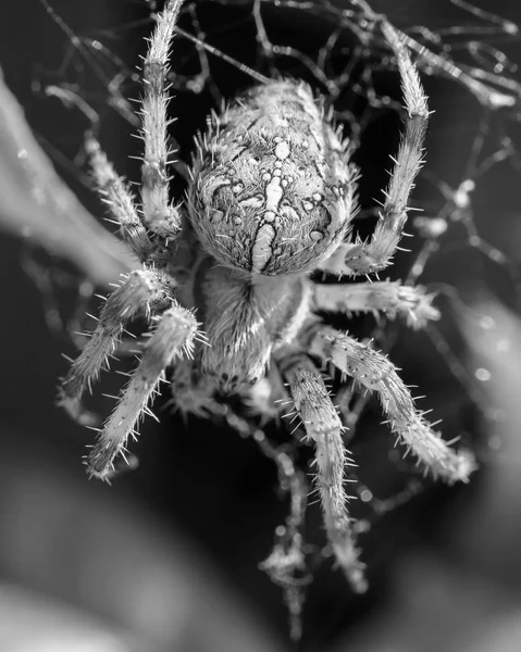 Europese tuin Spider M — Stockfoto