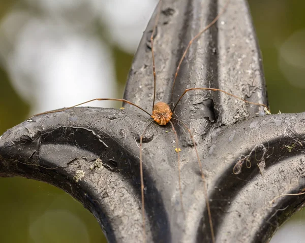 Opiliones A precedentemente Phalangida — Foto Stock