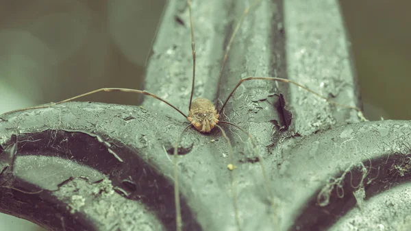 Opiliones B formerly Phalangida — Stock Photo, Image