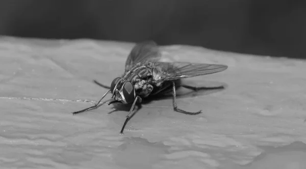 Resting Fly on piece of Wood B — Stock Photo, Image