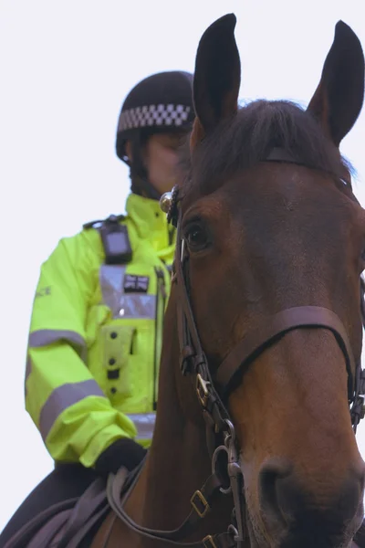 Primer plano del caballo de policía inglés C —  Fotos de Stock