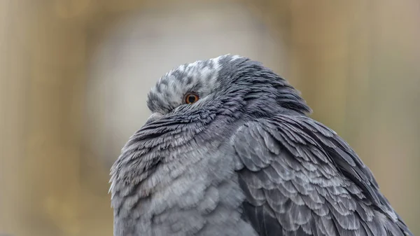 City Pigeon In Winter — Stock Photo, Image
