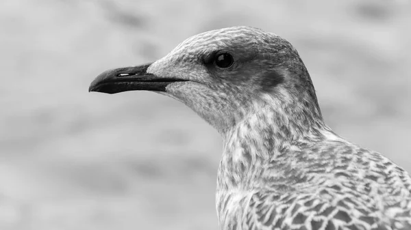 Profile of Juvenile Seagull BW — Stock Photo, Image
