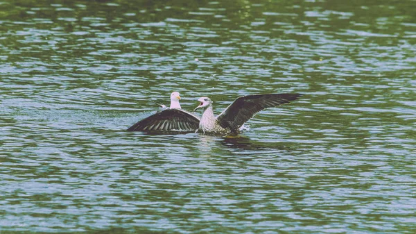 Jonge meeuw in het water — Stockfoto