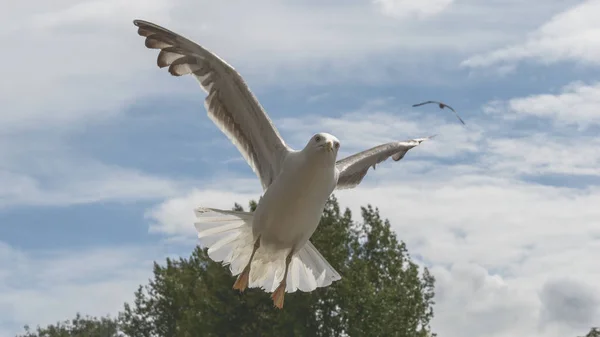 Dla dorosłych Seagull w locie — Zdjęcie stockowe