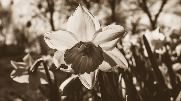 Nahaufnahme der Narzissenblüte — Stockfoto