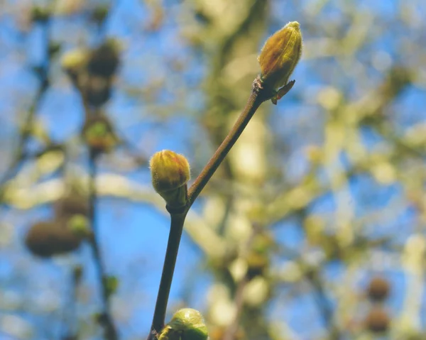 London plane knospen b - platanaceae — Stockfoto