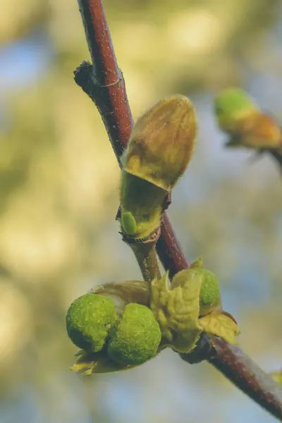 London flyg knoppar F - Platanaceae — Stockfoto