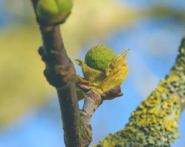 London flyg knoppar K - Platanaceae — Stockfoto