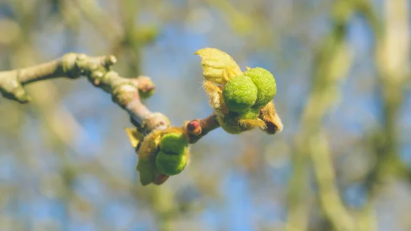 London flyg knoppar L - Platanaceae — Stockfoto