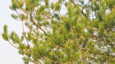 İskoç çam iğneleri B çamgiller