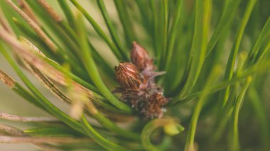 İskoç çam Bud C Pinaceae yakın çekim