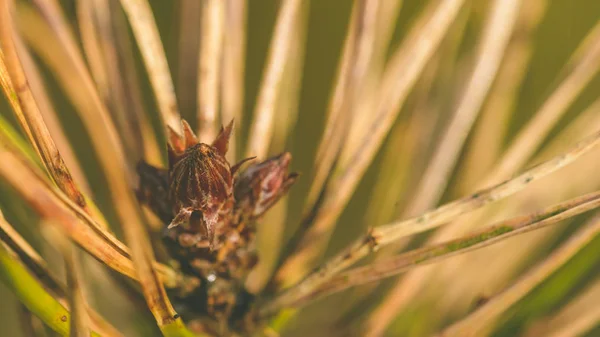 Tall som närbild av Bud E Pinaceae — Stockfoto