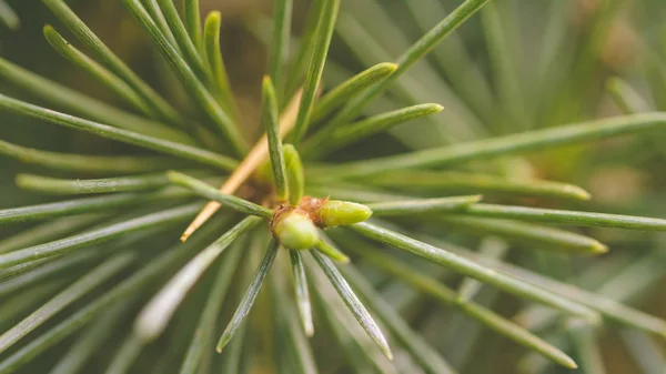 Primer plano de Cedrus Atlantica A — Foto de Stock